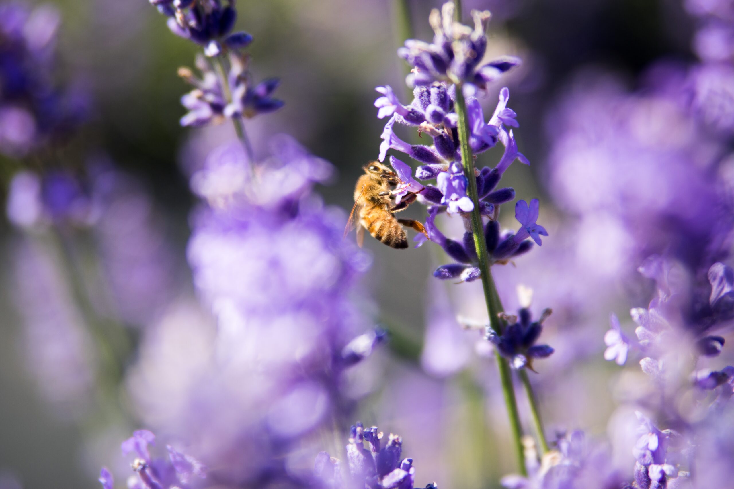 Insect friendly plants