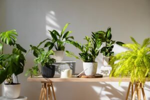 Scopri di più sull'articolo Carenza ed eccesso di concimazione