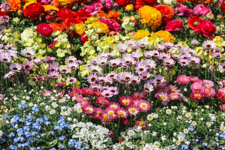 Read more about the article Composition of ornamental herbs: ideas and suggestions