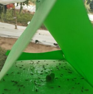 Scopri di più sull'articolo Tuta absoluta o tignola del pomodoro